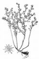 Annual Stonecrop - Sedum annuum L.