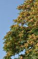 Götterbaum - Ailanthus altissima (Mill.) Swingle