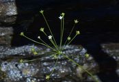 Northern Androsace - Androsace septentrionalis L.