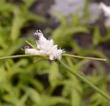 Monte Baldo-Segge - Carex baldensis L.