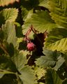 Hautbois Strawberry - Fragaria moschata Weston