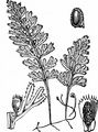 Tunbridge Filmy-Fern - Hymenophyllum tunbrigense (L.) Sm.