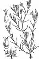 Fine-Leaved Sandwort - Minuartia hybrida (Vill.) Schischk.