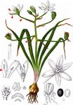 Dolden-Milchstern - Ornithogalum umbellatum L. 