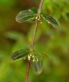 Kahles Kreuzlabkraut - Cruciata glabra (L.) Ehrend.