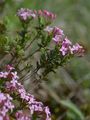 Garland Flower - Daphne cneorum L.