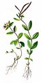 Alpine Willowherb - Epilobium anagallidifolium Lam.