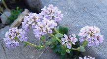 Rundblättriges Hellerkraut - Noccaea rotundifolia (L.) Moench