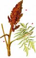 Stag's-Horn Sumach - Rhus typhina L.