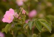 Sweet-Briar - Rosa rubiginosa L.