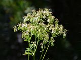 Akeleiblättrige Wiesenraute - Thalictrum aquilegiifolium L.