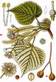 Large-Leaved Lime - Tilia platyphyllos Scop.