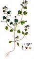 Ivy-Leaved Speedwell - Veronica hederifolia L.