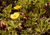 Teppich-Golderdbeere - Waldsteinia ternata (Stephan) Fritsch