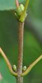 Sycamore - Acer pseudoplatanus L.