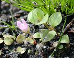 Zarter Gauchheil - Anagallis tenella (L.) L.