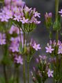 Echtes Tausendgüldenkraut - Centaurium erythraea Rafn