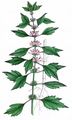 False Motherwort - Chaiturus marrubiastrum (L.) Ehrh. ex Rchb.