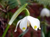 Spring Snowflake - Leucojum vernum L.