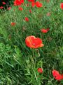 Common Poppy - Papaver rhoeas L.