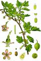 Gooseberry - Ribes uva-crispa L.