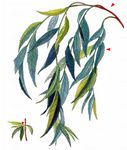 Babylonische Trauer-Weide - Salix babylonica L. 