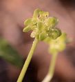 Moschatel - Adoxa moschatellina L.