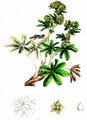 Hoppe's Lady's Mantle - Alchemilla hoppeana (Rchb.) Dalla Torre