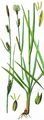 Distant Sedge - Carex distans L. 