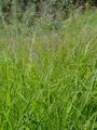 Jersey Love-Grass - Eragrostis pilosa (L.) P. Beauv.