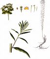 Marsh Spurge - Euphorbia palustris L.