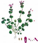 Stängelumfassende Taubnessel - Lamium amplexicaule L. 