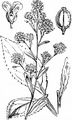Dittander - Lepidium latifolium L.