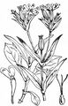 Night-Flowering Catchfly - Silene noctiflora L.