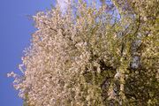 Prunus avium (Vogel-Kirsche)
