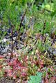 Round-Leaved Sundew - Drosera rotundifolia L.