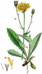Stängelumfassendes Habichtskraut - Hieracium amplexicaule L. 