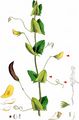 Yellow Vetchling - Lathyrus aphaca L.