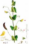 Ranken-Platterbse - Lathyrus aphaca L. 