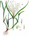 Witch-Grass - Panicum capillare L.