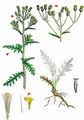 Heath Groundsel - Senecio sylvaticus L.