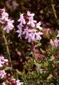 Garden Thyme - Thymus vulgaris L.