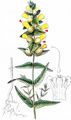 Greater Yellow Rattle - Rhinanthus alectorolophus (Scop.) Pollich