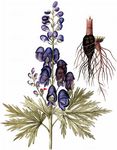 Gescheckter Eisenhut - Aconitum variegatum L. 