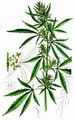 Hemp - Cannabis sativa L.