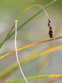 Rusty Sedge - Carex ferruginea Scop.