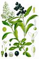 Wild Privet - Ligustrum vulgare L.