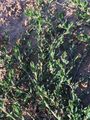 Knotgrass - Polygonum aviculare L.