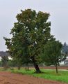 Service-Tree - Sorbus domestica L.