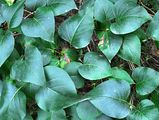 Syringa vulgaris (Gewöhnlicher Flieder) - Blätter